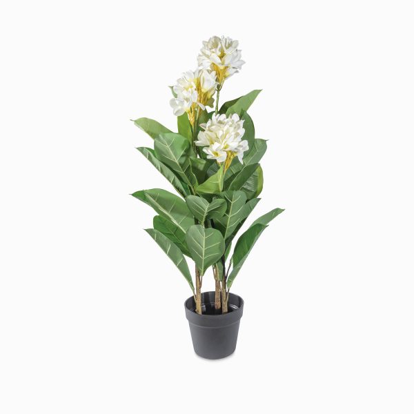 Franchipan 90 cm