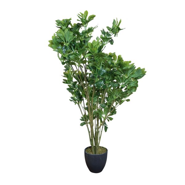 Cheflera 120 cm