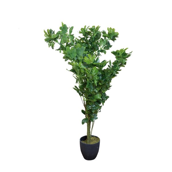 Cheflera 120 cm - Imagen 2