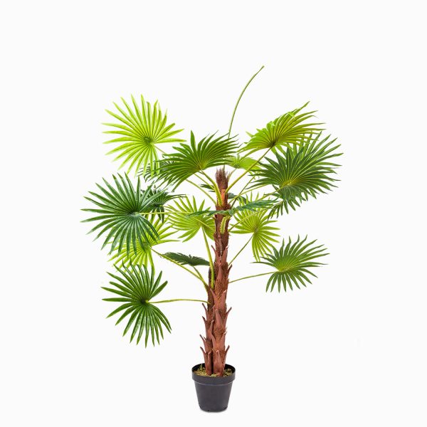 Mini palmera ventilador 120 cm - Imagen 2