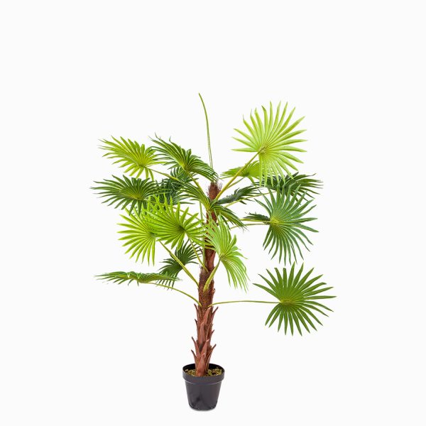 Mini palmera ventilador 120 cm