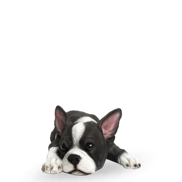 Perro boston terrier - Imagen 2