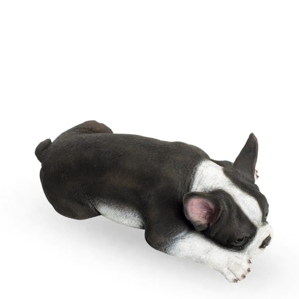 Perro boston terrier