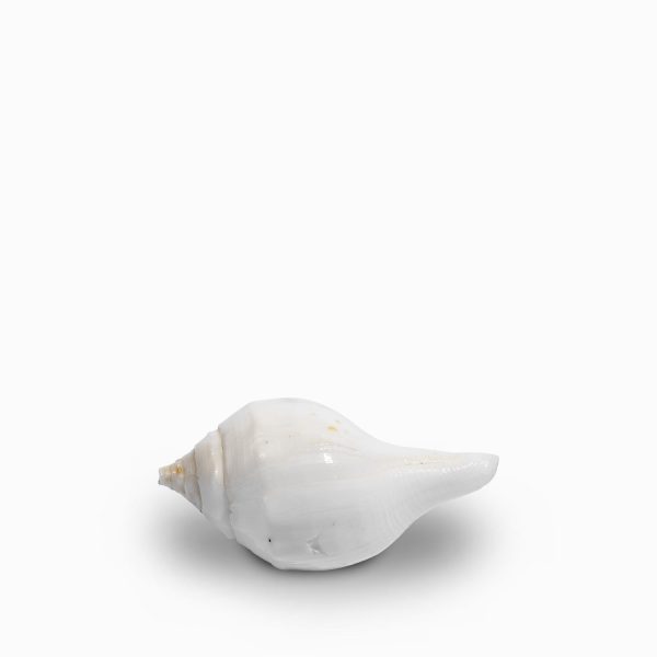 Pomo concha blanca - Imagen 2