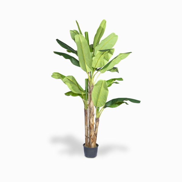 Arbol de platano 290cm