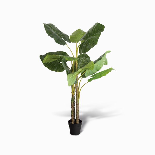Planta philo 155cm - Imagen 2