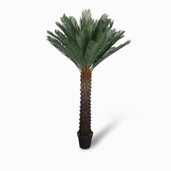 Arbol de cycad 210cm
