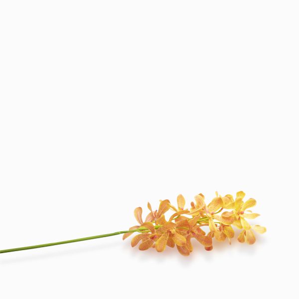 Orquidea lava