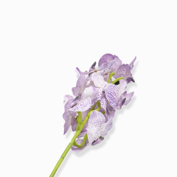 Orquidea vanda