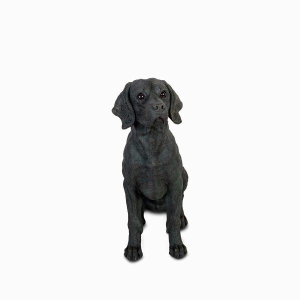 Perro labrador