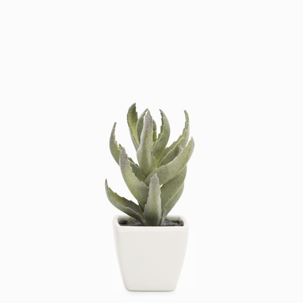 Aloe en matera 13cm