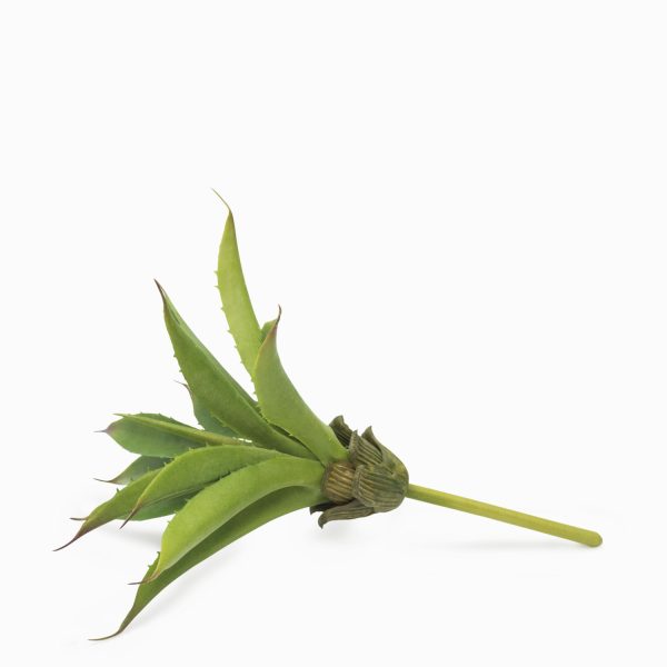 Suculenta aloe