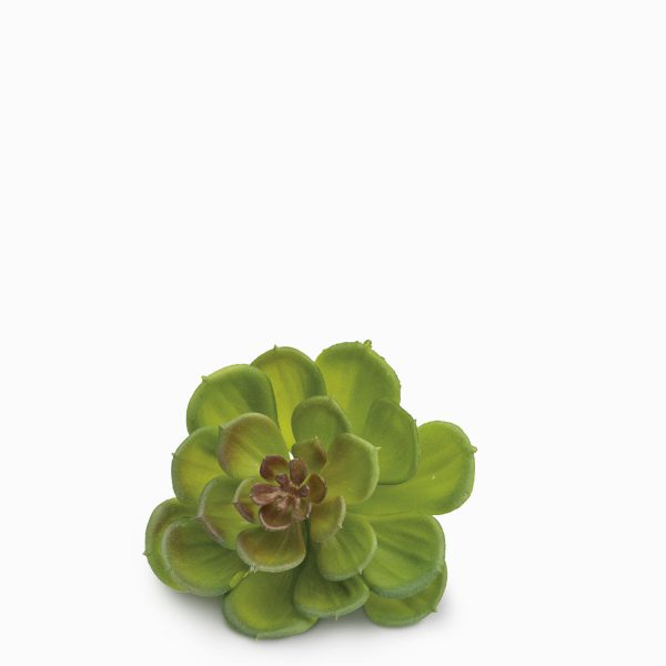 Suculenta morada - Imagen 2