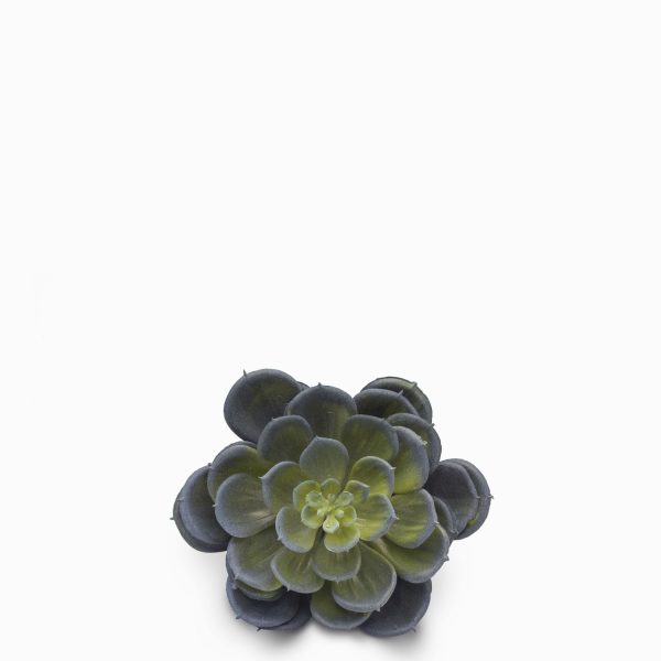 Suculenta alcachofa - Imagen 2