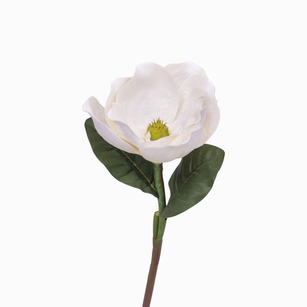 Magnolia blanca - Imagen 2