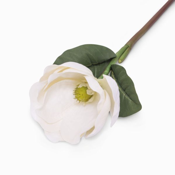 Magnolia blanca