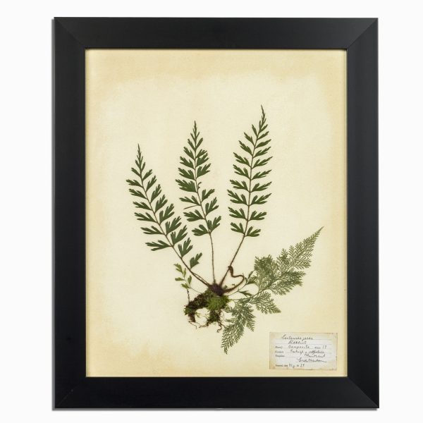 Herbario blanco 35x50