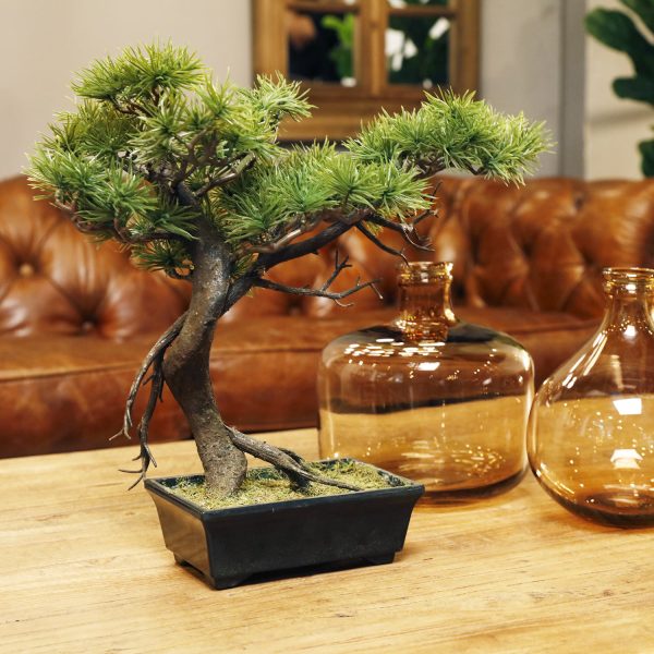 Bonsai pino - Imagen 2