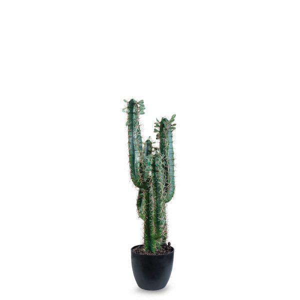 Cactus 5 brazos