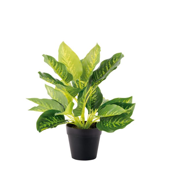 Aracea - Imagen 2