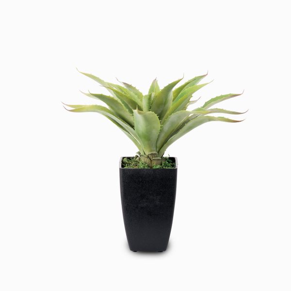 Planta agave