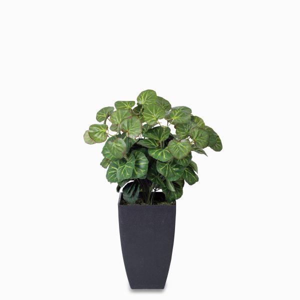 Geranium - Imagen 2