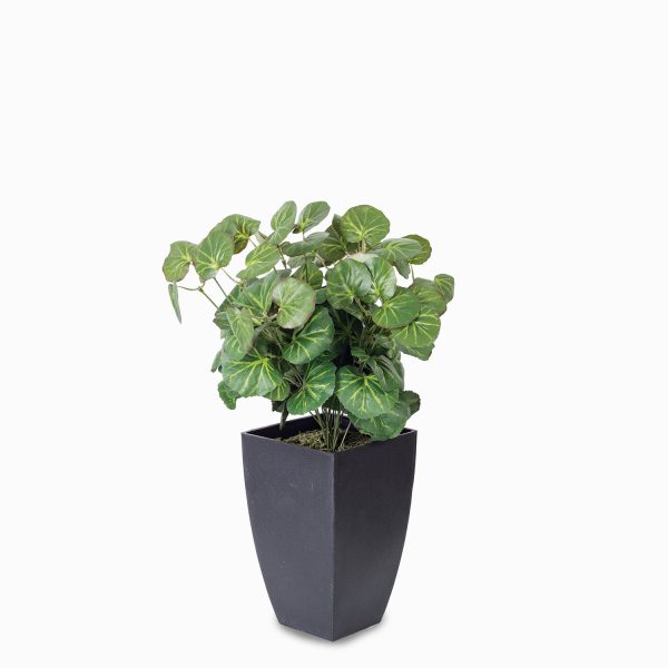 Geranium