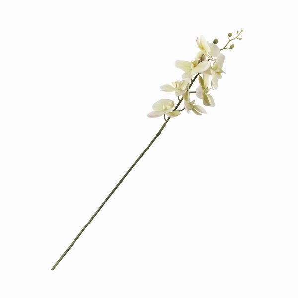 Orquidea verde