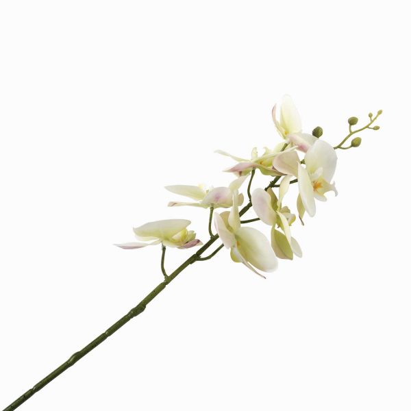 Orquidea verde - Imagen 5