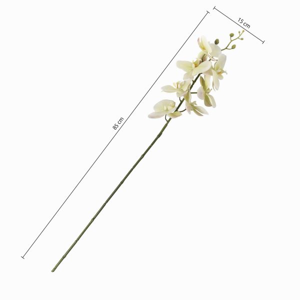 Orquidea verde - Imagen 3