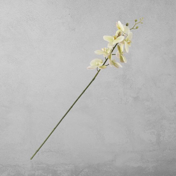 Orquidea verde - Imagen 2