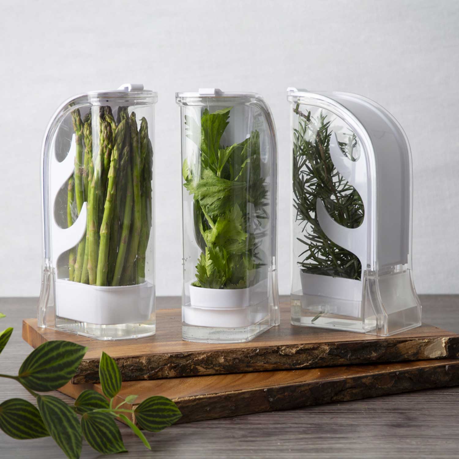 Conservador de hierbas - Imagen 5