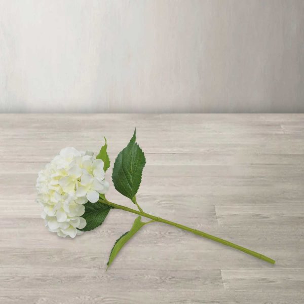 Hortensia blanca - Imagen 2