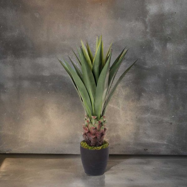 Sisal - Imagen 4