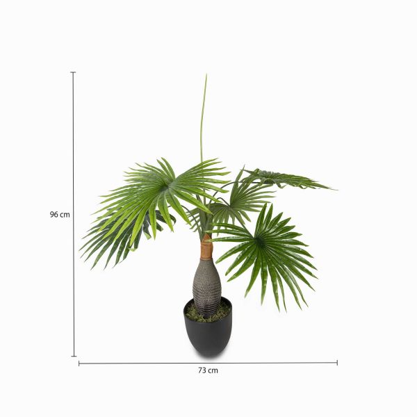 Palma washingtonia - Imagen 3