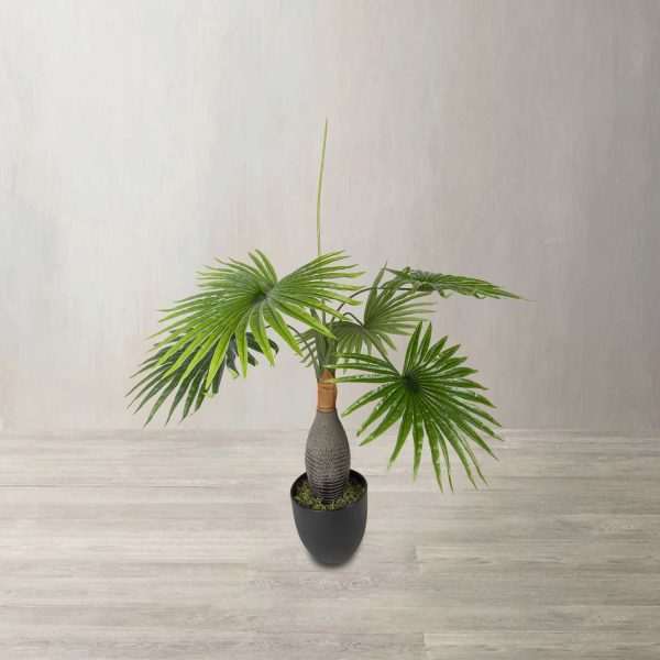 Palma washingtonia - Imagen 2