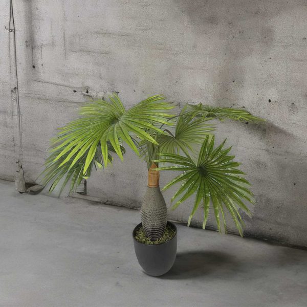 Palma washingtonia - Imagen 4