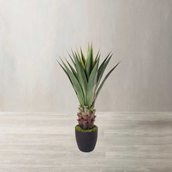 Sisal - Imagen 2