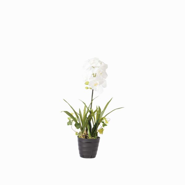 Orquídea ornamental en maceta