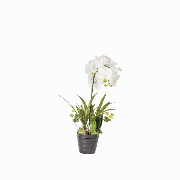 Orquídea ornamental en maceta - Imagen 5
