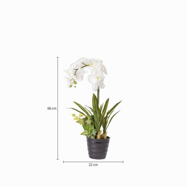 Orquídea ornamental en maceta - Imagen 3