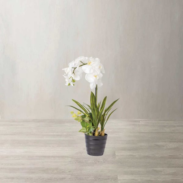 Orquídea ornamental en maceta - Imagen 2