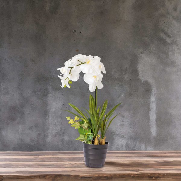 Orquídea ornamental en maceta - Imagen 4