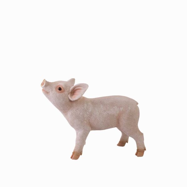 Minipig decorativo