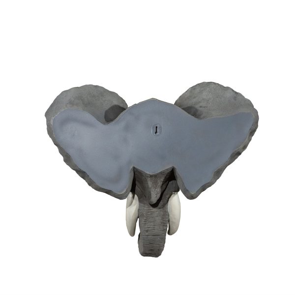 Elefante Real - Imagen 5