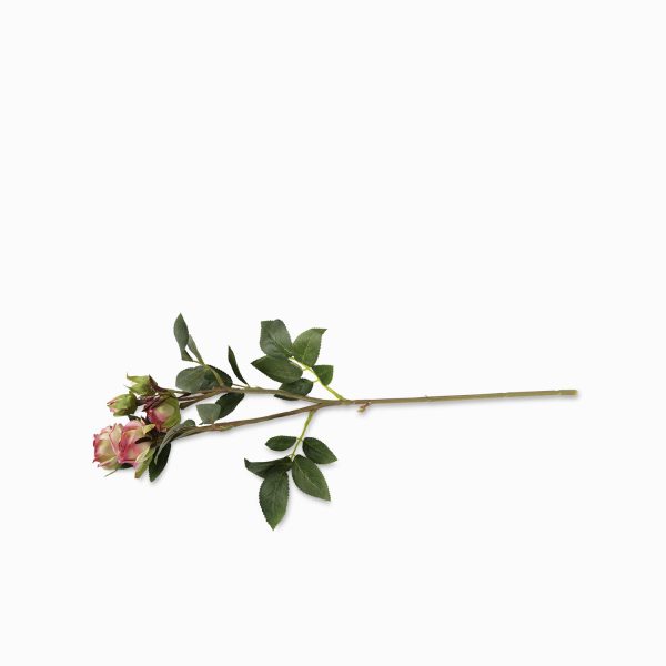 Mini Rosas x 5 - Imagen 5