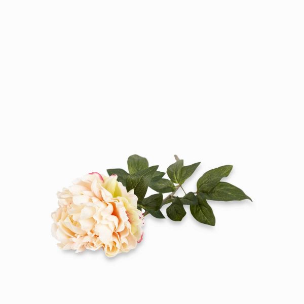 Rosa peonia - Imagen 5
