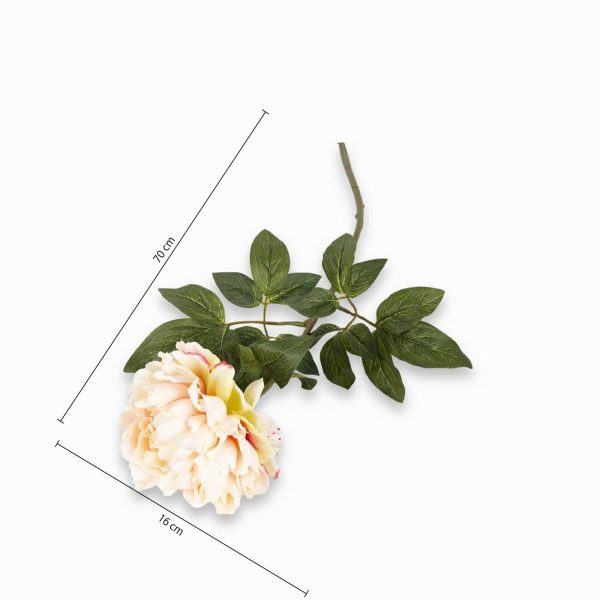 Rosa peonia - Imagen 3