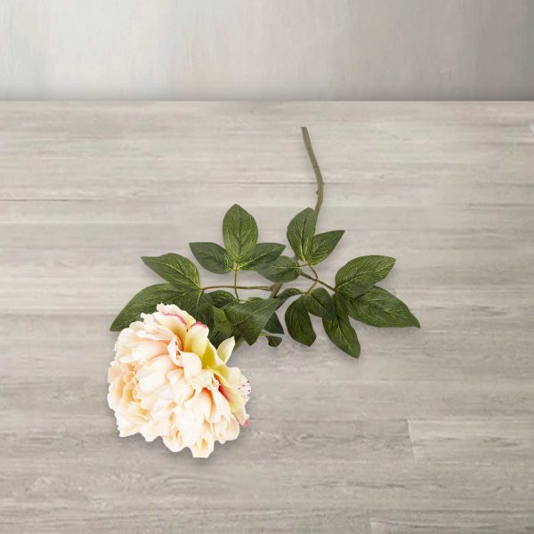 Rosa peonia - Imagen 2