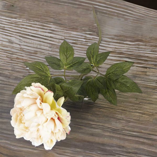 Rosa peonia - Imagen 4